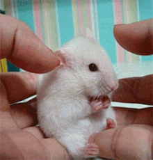 105647.gif